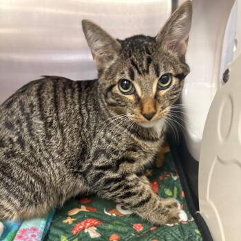 Lane -  Domestic Short Hair Cat for Adoption in Spokane, Washington - Lane | PetCurious