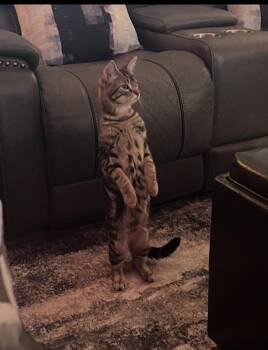 Milo G- Affectionate, Adorable, Ready for Love -  Domestic Short Hair Cat for Adoption in New York, New York - Milo G- Affectionate, Adorable, Ready For Love | PetCurious