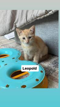 Leopald -  Domestic Short Hair Cat for Adoption in Clarksville, Tennessee - Leopald | PetCurious