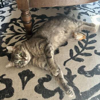 Rescue Domestic Short Hair Cats for Adoption in Shakespeare, Ontario - RIVER | PetCurious