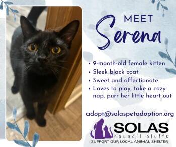 Rescue Domestic Short Hair Cats for Adoption in Council Bluffs, Iowa - Serena  --  (tv) | PetCurious