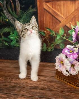Misfit -  Domestic Short Hair Cat for Adoption in Lapeer, Michigan - Misfit | PetCurious
