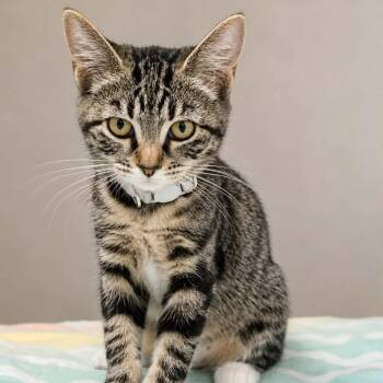 Mercedes -  Domestic Short Hair Cat for Adoption in Hemet, California - Mercedes | PetCurious