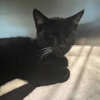 Rescue Domestic Short Hair Cats for Adoption in Asheville, North Carolina - Pothos | PetCurious