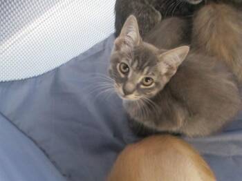 A384871 -  Domestic Short Hair Cat for Adoption in Ocala, Florida - A384871 | PetCurious
