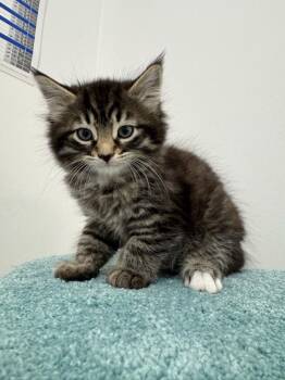 3 availble Maine Coon / Siamese mixed kittens -  Maine Coon and Siamese Cat for Adoption in Brampton, Ontario - 3 Availble Maine Coon / Siamese Mixed Kittens | PetCurious