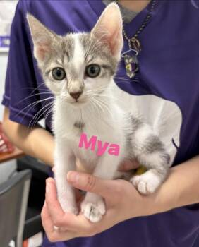 Domestic Medium Hair Cats Available for Adoption in North Arlington, New Jersey - Mya  | PetCurious