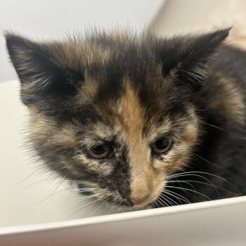Renee -  Domestic Short Hair Cat for Adoption in Uniontown, Pennsylvania - Renee | PetCurious