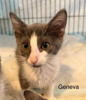 Geneva -  Domestic Short Hair Cat for Adoption in Syracuse, Indiana - Geneva | PetCurious