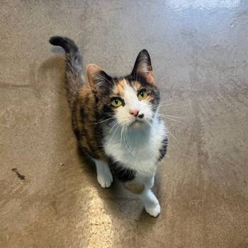Buggs -  Domestic Short Hair Cat for Adoption in Edwardsville, Illinois - Buggs | PetCurious