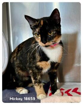 Domestic Short Hair Cats Available for Adoption in Marietta, Georgia - MICKEY | PetCurious