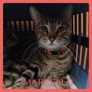 Tabby Cats Available for Adoption in Lawton, Oklahoma - MARCELLO | PetCurious