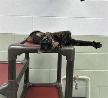 Domestic Short Hair Cats Available for Adoption - TONKA | PetCurious