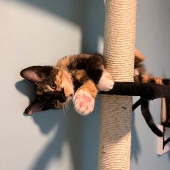 Caboose -  Domestic Short Hair Cat for Adoption in Muncie, Indiana - Caboose | PetCurious