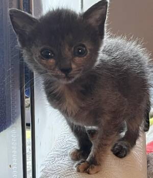 Elizabeth -  Domestic Short Hair Cat for Adoption in Huntington Beach, California - Elizabeth | PetCurious