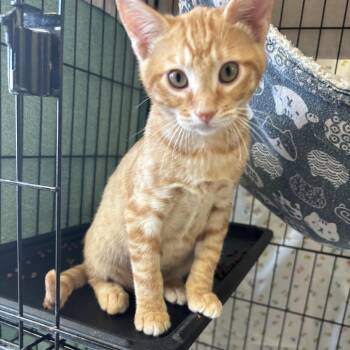 Binger -  Domestic Short Hair Cat for Adoption in Webster, Texas - Binger | PetCurious