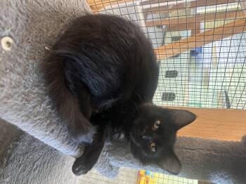 Midnight -  Domestic Medium Hair Cat for Adoption in Englewood, Florida - Midnight | PetCurious
