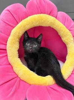 Black Bean -  Domestic Short Hair Cat for Adoption in Emerald Isle, North Carolina - Black Bean | PetCurious