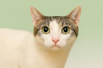Domestic Short Hair Cats Available for Adoption - SIMON | PetCurious