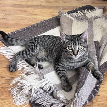 Marfa Currie -  Domestic Short Hair Cat for Adoption in Morrison, Colorado - Marfa Currie | PetCurious