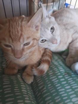 Sammi & Riley -  Domestic Short Hair Cat for Adoption in Franklin, New Jersey - Sammi & Riley | PetCurious