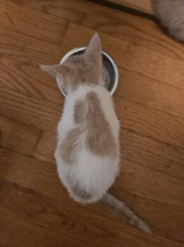 Tyranitar -  Domestic Short Hair Cat for Adoption in Virginia Beach, Virginia - Tyranitar | PetCurious