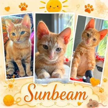 Sunbeam -  Domestic Short Hair Cat for Adoption in Orangevale, California - Sunbeam | PetCurious