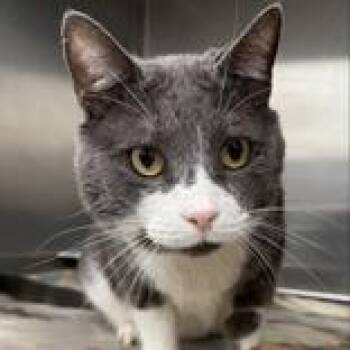 Domestic Short Hair Cats Available for Adoption in Lansing, Michigan - Heavy D | PetCurious