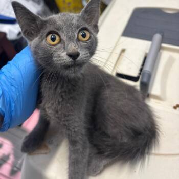 CSAS-Stray-877 -  Domestic Short Hair Cat for Adoption in Springtown, Texas - CSAS-Stray-877 | PetCurious