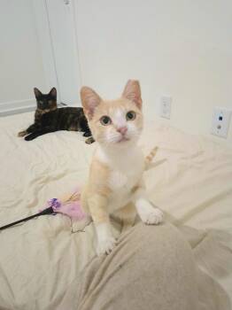 Rescue Domestic Short Hair Cats for Adoption in Villa Park, California - Icing | PetCurious