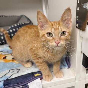 Esmeralda -  Domestic Short Hair Cat for Adoption in Stillwater, Oklahoma - Esmeralda | PetCurious