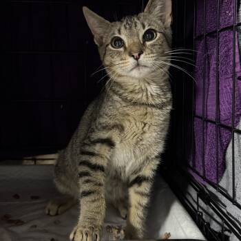 Tabby Cats Available for Adoption in Bayonne, New Jersey - Cosmo | PetCurious