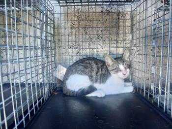 RHAENYS -  Domestic Short Hair Cat for Adoption in Fort Lauderdale, Florida - RHAENYS | PetCurious