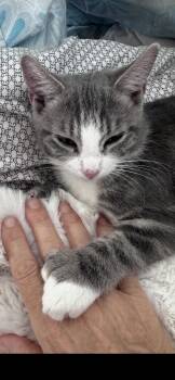 Kailani -  Domestic Short Hair Cat for Adoption in Scottsdale, Arizona - Kailani | PetCurious