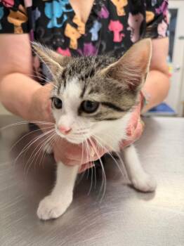 Itzy -  Domestic Short Hair Cat for Adoption in Trenton, New Jersey - Itzy | PetCurious