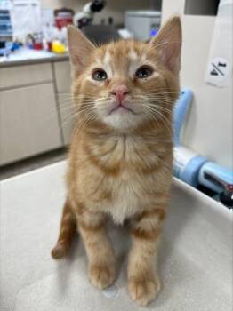 Spider -  Domestic Short Hair Cat for Adoption in Westland, Michigan - Spider | PetCurious