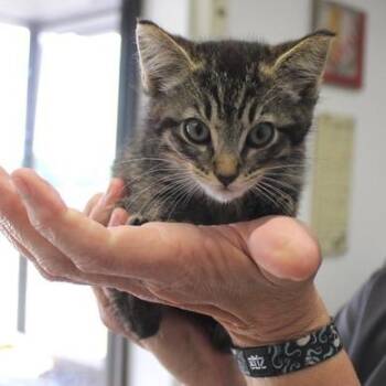 Harold -  Domestic Short Hair Cat for Adoption in Birmingham, Alabama - Harold | PetCurious