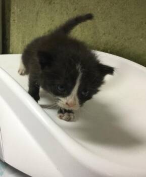 RONNIE -  Domestic Short Hair Cat for Adoption in Riverside, California - RONNIE | PetCurious