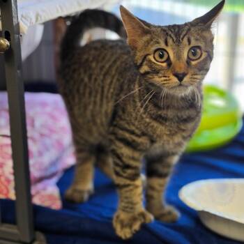 Needles -  Domestic Short Hair Cat for Adoption in Muncie, Indiana - Needles | PetCurious