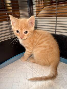Saturday -  Domestic Short Hair Cat for Adoption in Hartland, Michigan - Saturday | PetCurious
