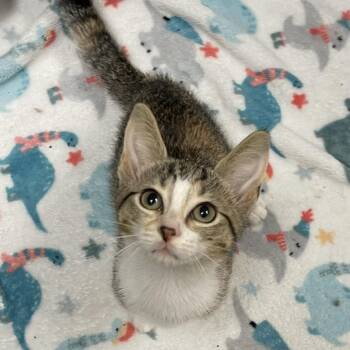 Rainier -  Domestic Short Hair and Tabby Cat for Adoption in Elmwood Park, Wisconsin - Rainier | PetCurious