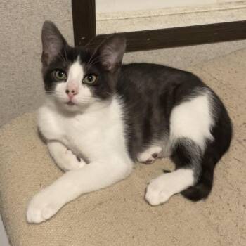 Mr Bean -  Domestic Short Hair Cat for Adoption in Panama City, Florida - Mr Bean | PetCurious