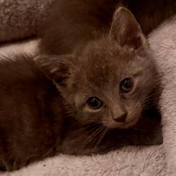Wine Down Wednesday -  Russian Blue and Domestic Short Hair Cat for Adoption in Boerne, Texas - Wine Down Wednesday | PetCurious