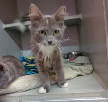 FERGAL -  Domestic Medium Hair Cat for Adoption in Delhi, New York - FERGAL | PetCurious