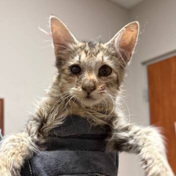 Rescue Domestic Short Hair Cats for Adoption in Yuma, Arizona - Terry | PetCurious