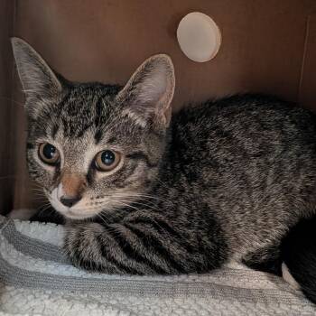 Pupfish -  Domestic Short Hair Cat for Adoption - Pupfish | PetCurious