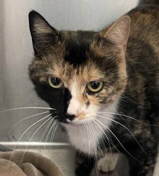Tortie -  Domestic Short Hair Cat for Adoption in Golden, Colorado - Tortie | PetCurious