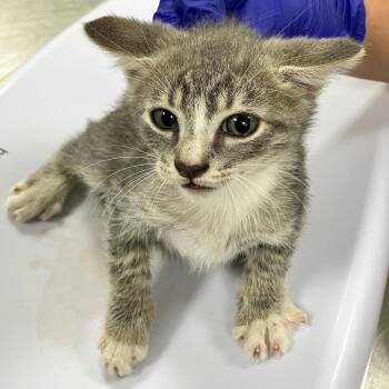 Figment -  Domestic Short Hair Cat for Adoption in Las Cruces, New Mexico - Figment | PetCurious