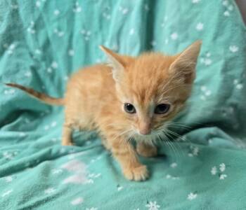 Tate -  Domestic Short Hair Cat for Adoption in Dickson, Tennessee - Tate | PetCurious