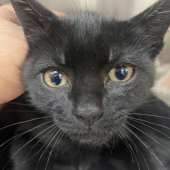 Bessie - Green Band (Gate-14) -  Domestic Short Hair Cat for Adoption in Blairsville, Georgia - Bessie - Green Band (Gate-14) | PetCurious